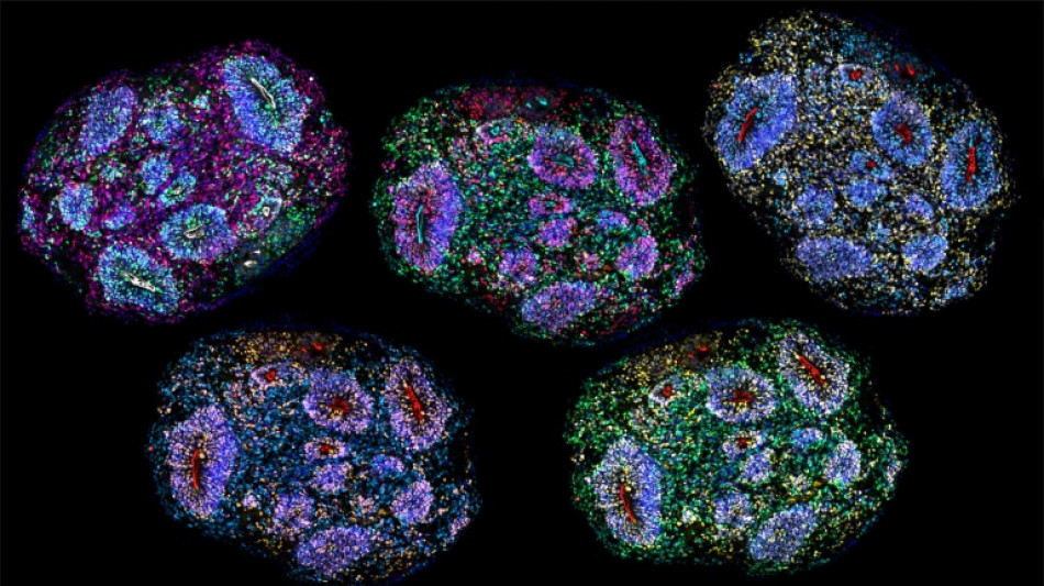 Oldest human brain cells grown in lab 'recorded passage of time'