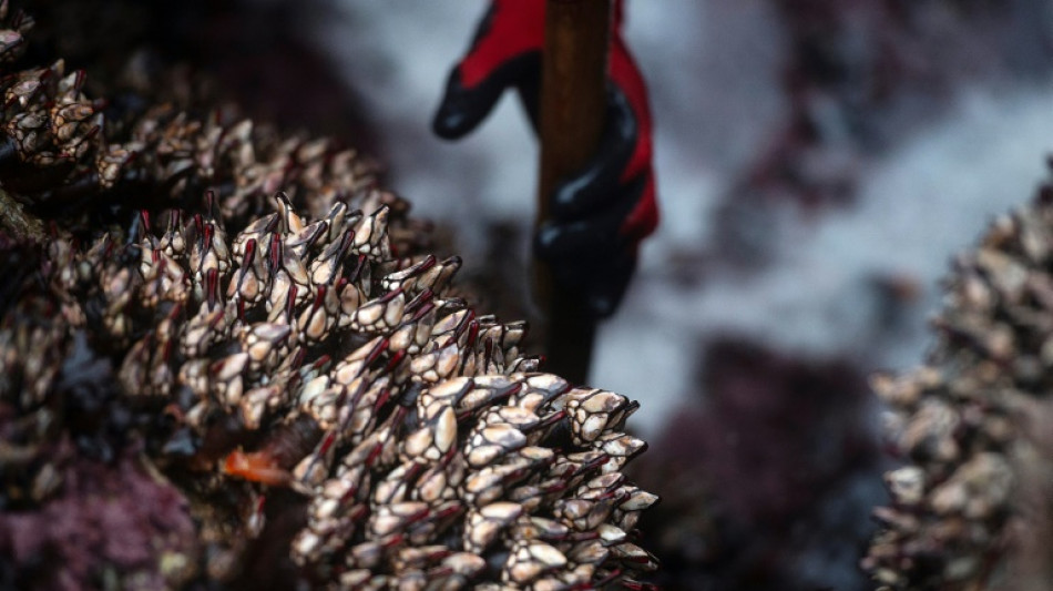 Francia detiene a dos espa&ntilde;oles por traficar percebes, un tipo de crust&aacute;ceos