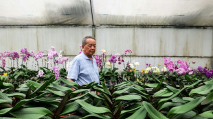 Les orchidées de Taïwan face au couperet douanier de Trump