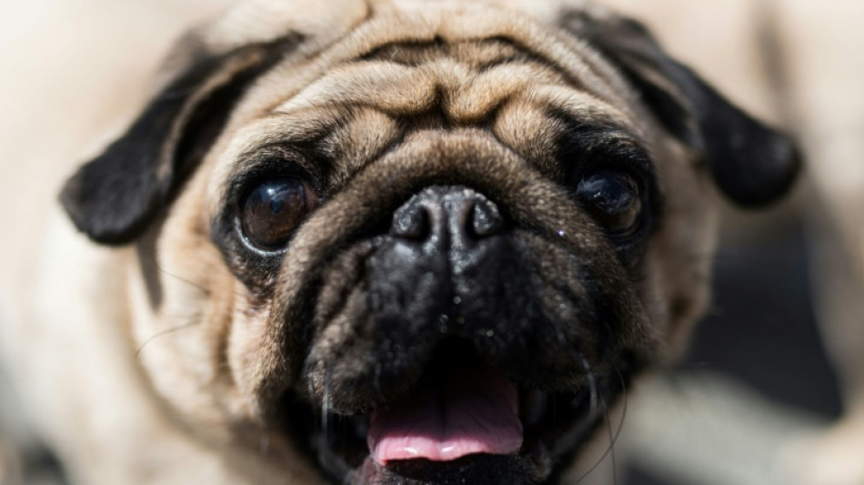 Hund in Pirmasens erst mit Auto entf&uuml;hrt und dann &uuml;berfahren