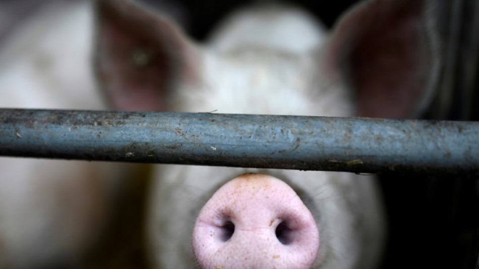 Bundestag stimmt abschlie&szlig;end f&uuml;r staatliches Tierhaltungslabel