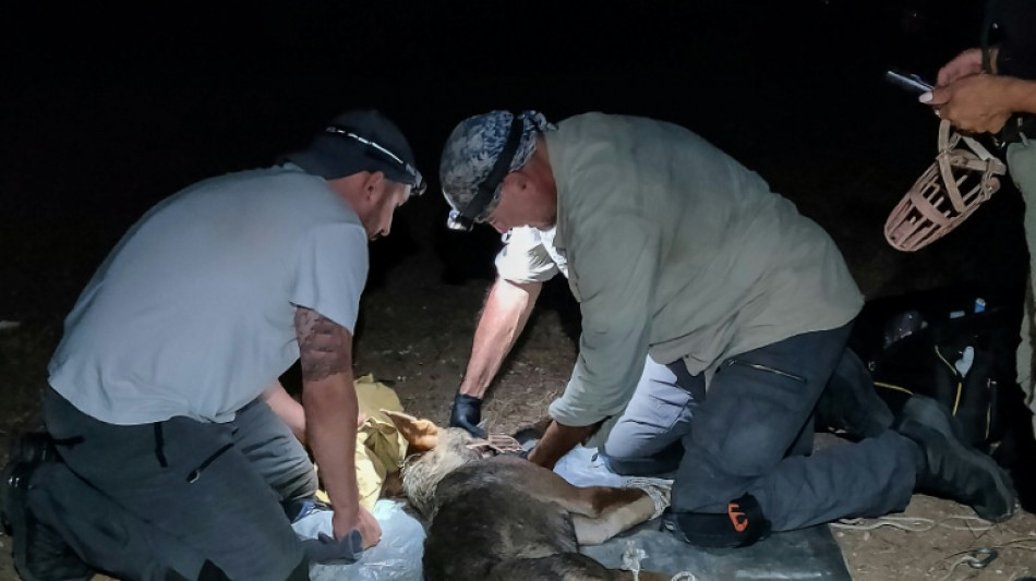Gr&egrave;ce : capture d'une louve recherch&eacute;e pour avoir attaqu&eacute; un enfant 