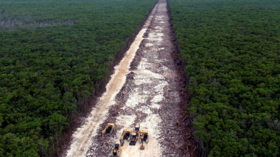 Juez ordena suspender tala de &aacute;rboles por Tren Maya en M&eacute;xico