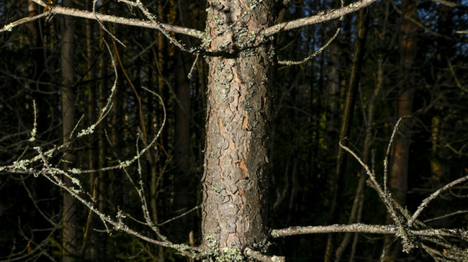 Studie: Europas Wälder zunehmend unter Druck