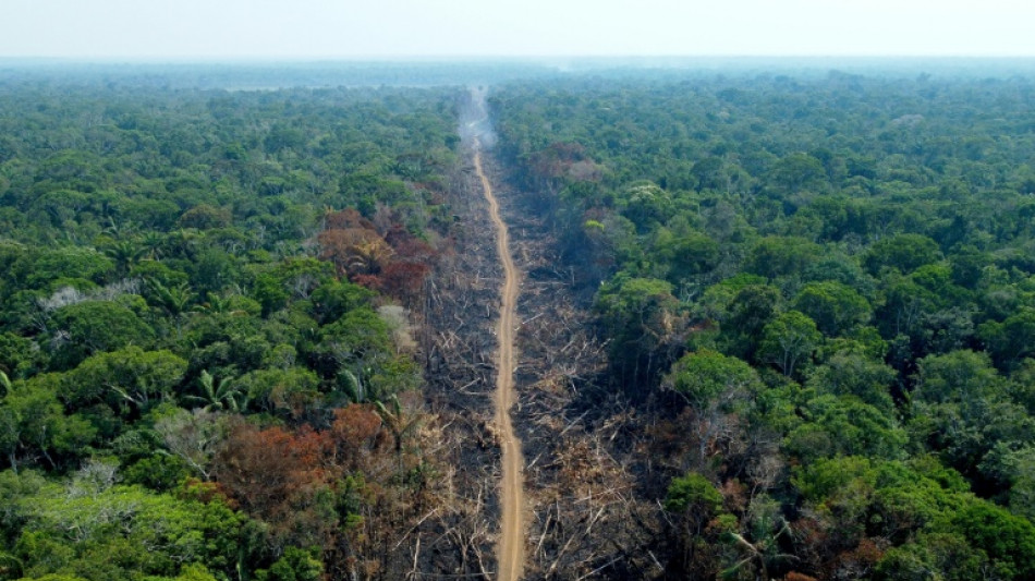 Deforestación en sabana brasileña se incrementa 25% en un año