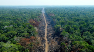 Deforestación en sabana brasileña se incrementa 25% en un año