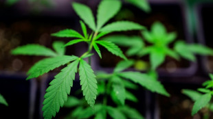 Bundesrat l&auml;sst Cannabisgesetz trotz scharfer Kritik passieren