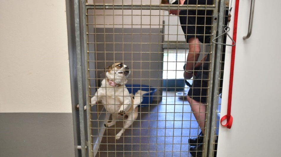 M&aacute;s mascotas abandonadas en el Reino Unido por la carest&iacute;a de la vida