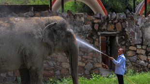 India, presenza di elefanti asiatici calata del 25% in 8 anni