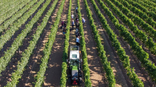 Legacoop, vino patrimonio a rischio tra clima, mercati e consumi che cambiano