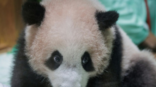 El primer panda gigante nacido en Indonesia se apresta a su presentaci&oacute;n en sociedad