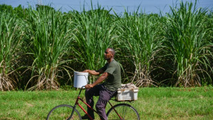 En Cuba, una cooperativa ca&ntilde;era se debate entre apagones y escasez de insumos