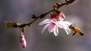 Zulassung von Unkrautvernichtern darf nicht automatisch befristet verlängert werden