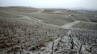 Frankreich will &uuml;bersch&uuml;ssigen Wein zu Industriealkohol verarbeiten