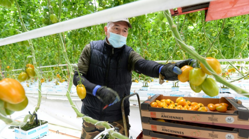 Guerre en Ukraine: coup de froid sur la tomate fran&ccedil;aise