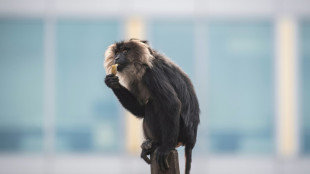 Prozess um Affendiebstahl aus Leipziger Zoo: Mehrjährige Jugendstrafen verhängt