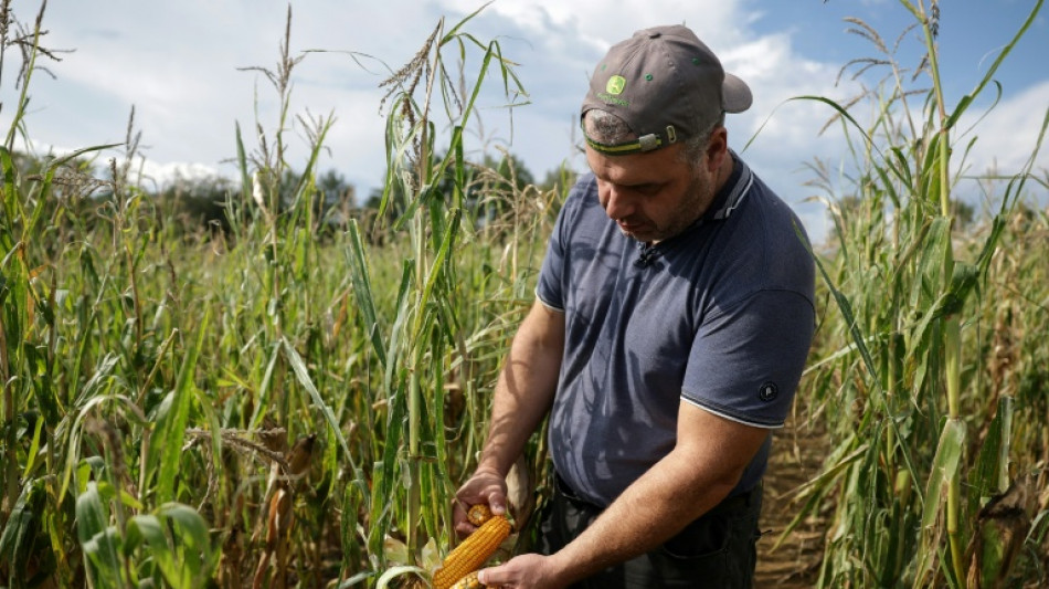 Avec les canicules successives, les producteurs de ma&iuml;s en souffrance