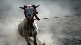 Mexico barred from sending cattle to US over flesh-eating pest