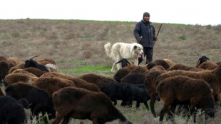 Le mouton g&eacute;ant du Tadjikistan, alli&eacute; de l'environnement