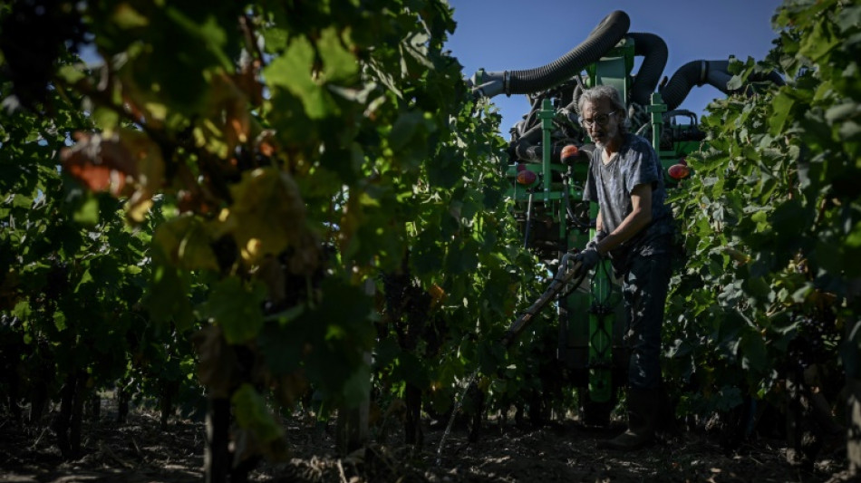 Las vendimias prematuras ponen a prueba al vino franc&eacute;s
