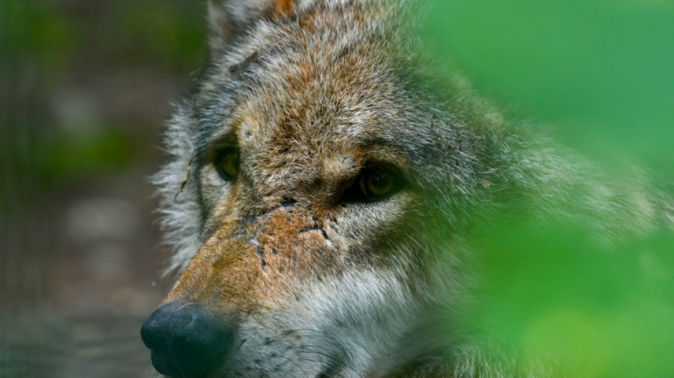 Bundesregierung meldet "günstigen Erhaltungszustand" des Wolfs nahezu im ganzen Land