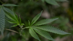 Lauterbach legt Pl&auml;ne f&uuml;r Cannabis-Legalisierung vor - 30 Gramm f&uuml;r Eigenbedarf