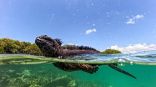 Les Galapagos, un mod&egrave;le &agrave; suivre pour prot&eacute;ger les oc&eacute;ans
