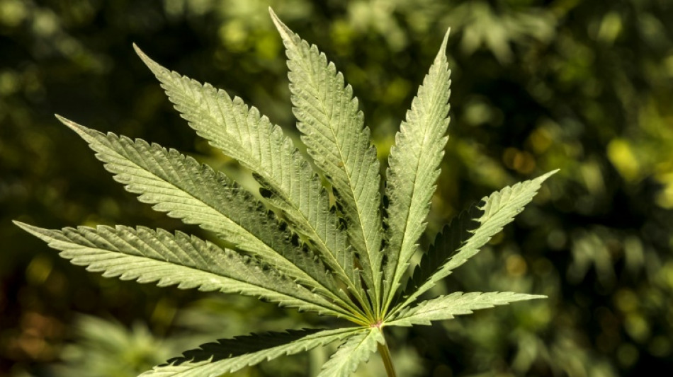 Bundessozialgericht verhandelt zu Therapie mit Cannabis