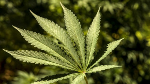 Bundessozialgericht verhandelt zu Therapie mit Cannabis