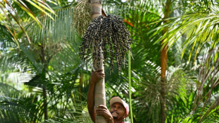 Contre la "biopiraterie", le Br&eacute;sil d&eacute;fend son a&ccedil;ai d'Amazonie
