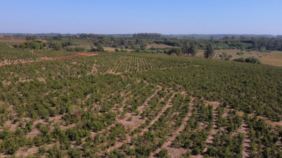 Por sequ&iacute;a, Argentina pierde media cosecha de soja en su principal zona productora