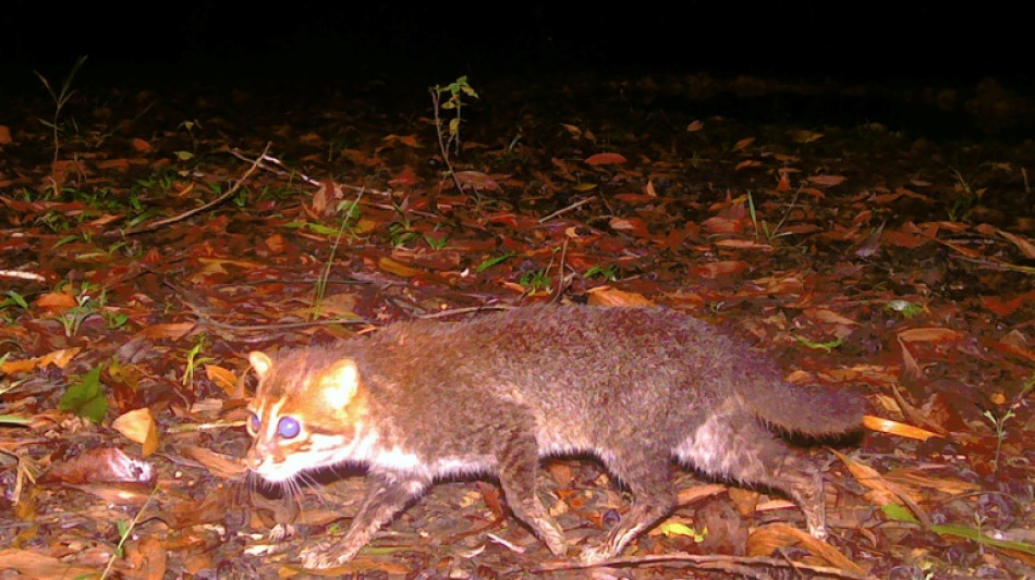 Elusive wild cat feared extinct rediscovered in Thailand
