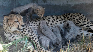 Inde : accouplement fatal pour une femelle guépard transférée d'Afrique du Sud