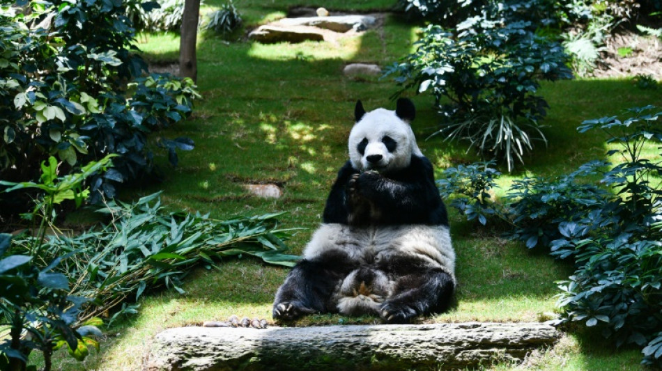 Longest-living male giant panda in captivity An An dies at 35