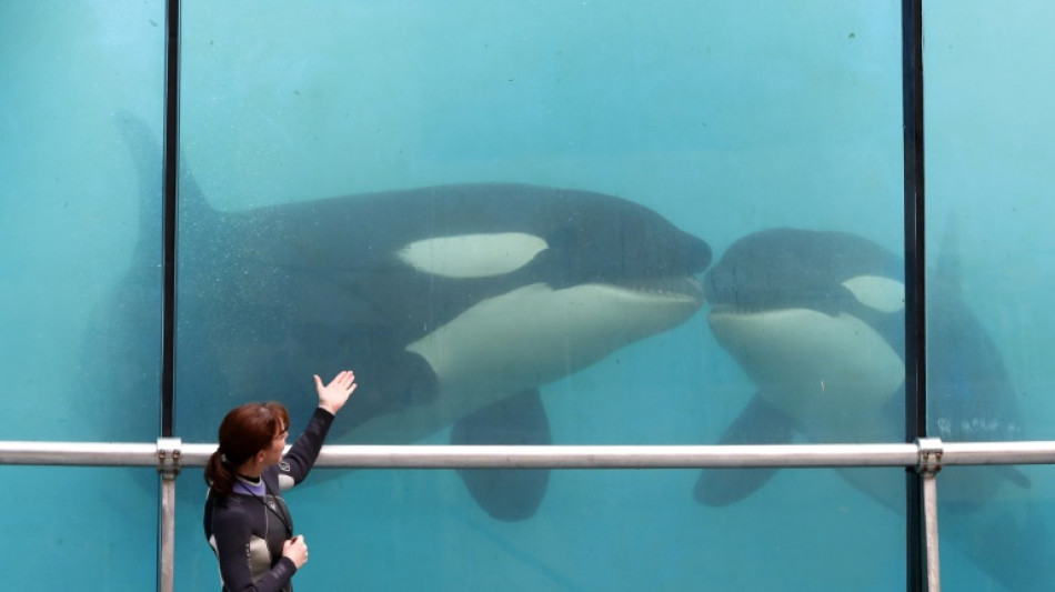 Orcas, dolphins stuck in closed French marine park