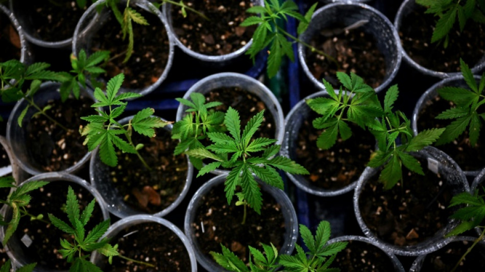 Cannabis-Plantage &uuml;ber zwei Stockwerke in K&ouml;lner Einfamilienhaus entdeckt