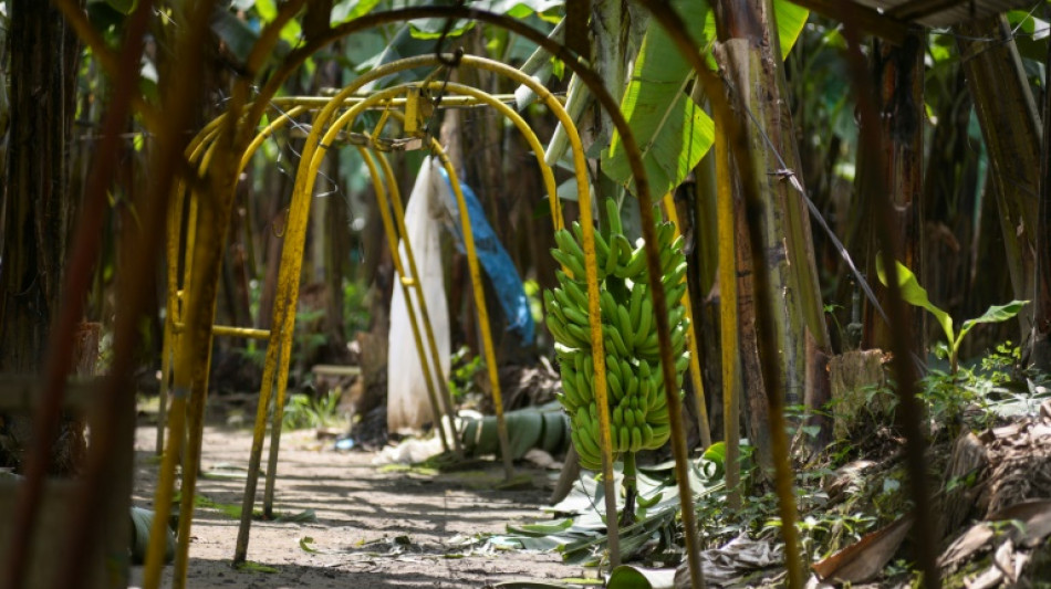 Ecuador, obligado a buscar nuevos mercados para su banano tras la sanci&oacute;n rusa