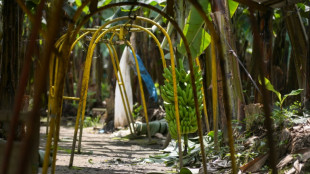 Ecuador, obligado a buscar nuevos mercados para su banano tras la sanci&oacute;n rusa