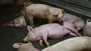 Geldstrafe für Landwirt wegen grausamen Hungertods von Schweinen bestätigt