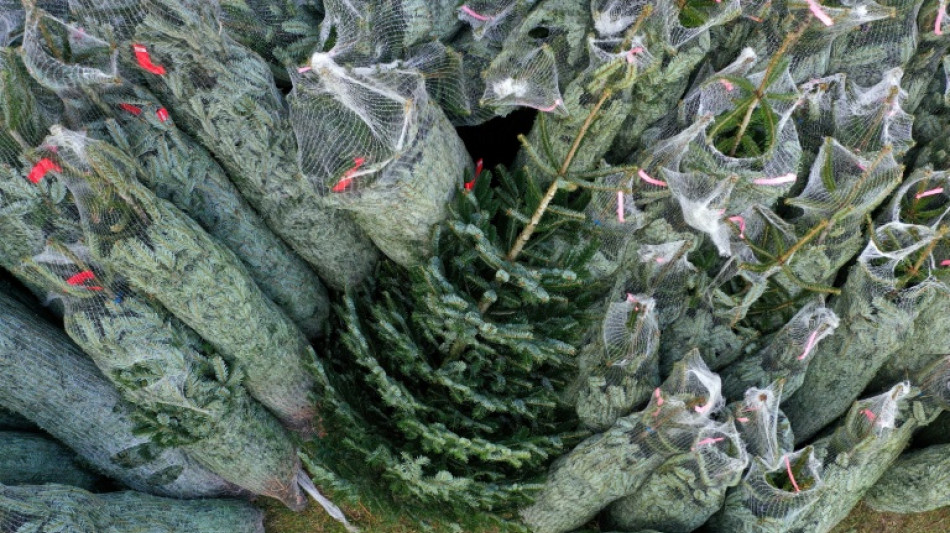 Eklat um Weihnachtsbaum vor Kita in Hamburg: Urteil gegen Aufsteller rechtskr&auml;ftig