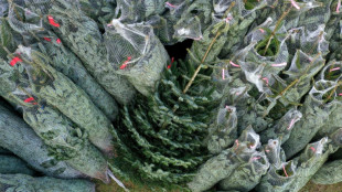 Eklat um Weihnachtsbaum vor Kita in Hamburg: Urteil gegen Aufsteller rechtskr&auml;ftig