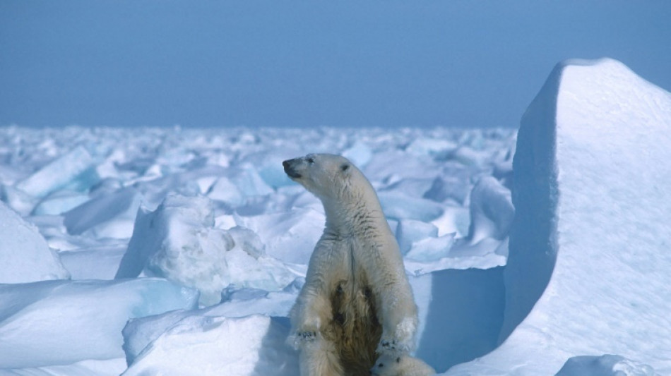 Biden limite l'exploitation p&eacute;troli&egrave;re dans d'immenses zones en Alaska