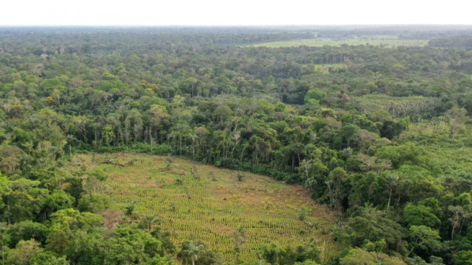 La selva amaz&oacute;nica, "reh&eacute;n" de guerrilleros para negociar en Colombia