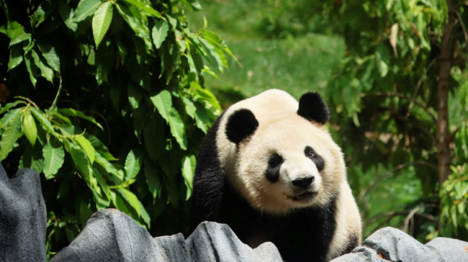 California zoo throws a show to welcome back Chinese pandas