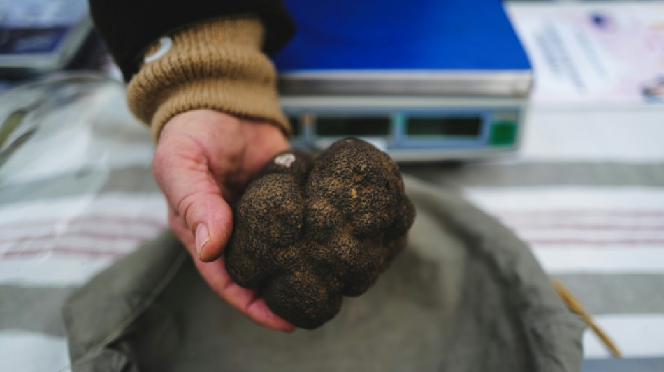Dans le sud de la Dr&ocirc;me, le moral en berne des trufficulteurs