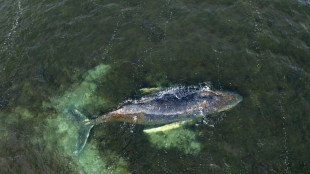 Keine Hoffnung mehr: Vor Wismar festliegender Wal wird laut Experten sterben 