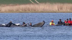 Buckelwal vor Ostseeinsel Poel in Frachtkahn geschwommen - Weitertransport geplant