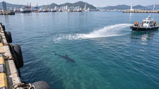 부캉아, 이리 오면 안 돼!&hellip;물줄기 피해 되돌아간 상어, 북항 귀환작전 숨바꼭질