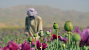 El cultivo de opio crece en Afganist&aacute;n pese a la prohibici&oacute;n del gobierno talib&aacute;n, seg&uacute;n la ONU