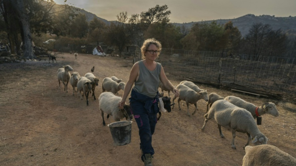 Dans l'Aude, solidarité paysanne pour aider les éleveurs sinistrés